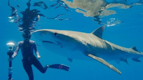 Largest Tiger Shark Meets Marine Biologist