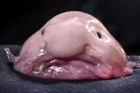 The blobfish (Psychrolutes - QI - Quite Interesting