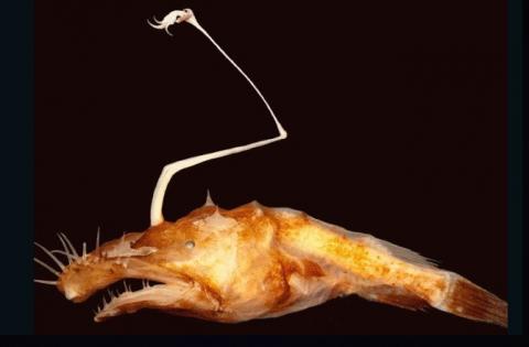 Scary New Angler Fish Discovered  Island Bay Marine Education Centre